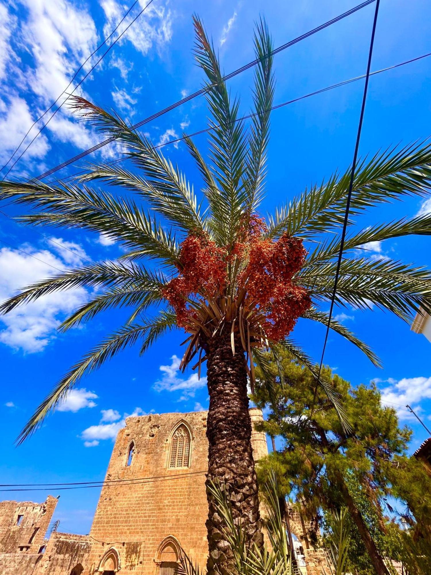 Royal Goddess Guest House, Walled City Famagusta  Exteriör bild